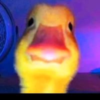 theyellow_duck0
