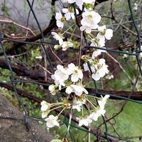 orijinal ses