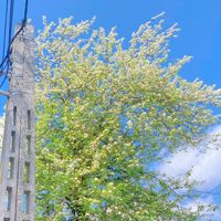 nhạc nền - Cabbage🥬 🇻🇳✈️🇹🇼