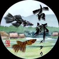 オリジナル楽曲 - 古郷(ふるさと)メダカ