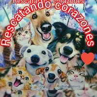 rescates590