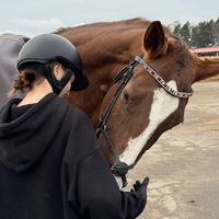 equine.meivat