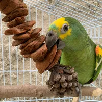 original sound - papagaiochicoh