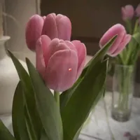 original sound - tulip.pka