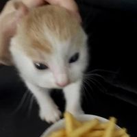 オリジナル楽曲 - ぽん