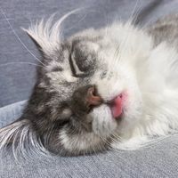 pawmeowlo