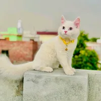 original sound - meggy_50