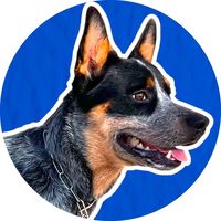 balto.blueheeler
