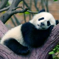 funny_wu1