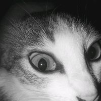suara asli - Noval