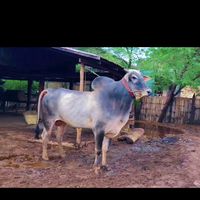 original sound - 🥰Chit🥰Oo♥️Mg🥰