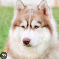 rainlittledragon_777