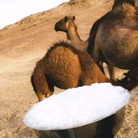 mard_120