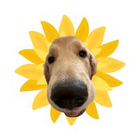 lotto_golden