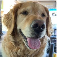 オリジナル楽曲 - かるぴす&てぃむくん