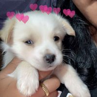 swostika_kc03