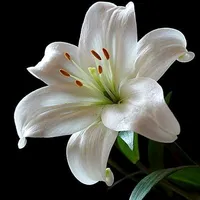 original sound - lilyum888