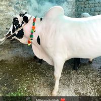 danda_da_nakhray_00