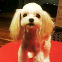 오리지널 사운드 - .