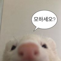 yeoleum_ye