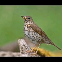 الصوت الأصلي