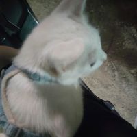 nhạc nền - 🌻ko còn hướng về phía 🌞 nx