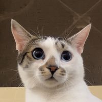 catsownworld.3
