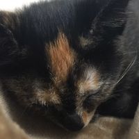 オリジナル楽曲 - 偏食