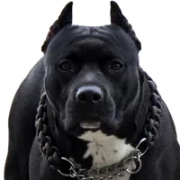 original sound - stafftrisha