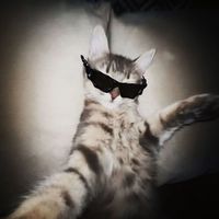 _silvaaa65