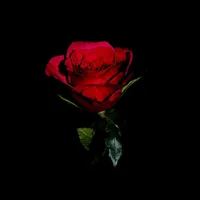 tgk houmby релиз 24 января