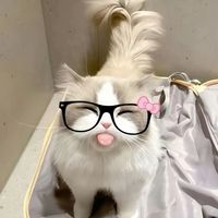 yang_xin.0