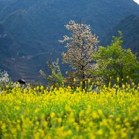 nhạc nền - Người Cao Bằng