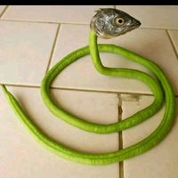 suara asli - fandi