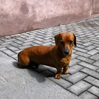 pacoca.pensador