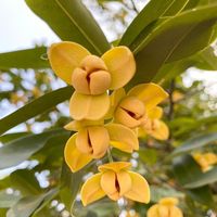 original sound - Phea sophann