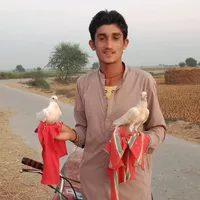 original sound - saghartunio75