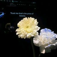 nhạc nền - bống