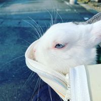 オリジナル楽曲 - tibitora_