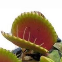 wurmguy69