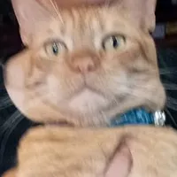 original sound - gmb4519