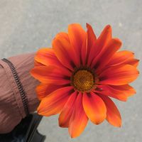 son original