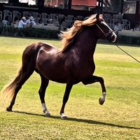 caballoperuanodepasocpp