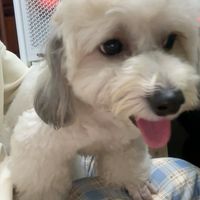 dollyahjhj._