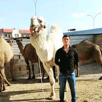 hikmet_63gulsen
