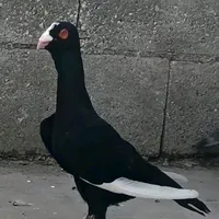 original sound - alhallaq_7