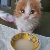 Видео гейм лавер