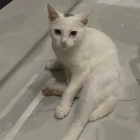 original sound - hungbolee