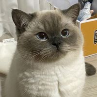 aj_faris73