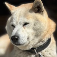 shibanonawa_han_kun